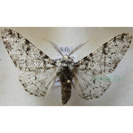 Biston betularia (Linnaeus, 1758) Krępak nabrzozak Czech84h